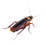 Reliable cockroach control services by Madhuram Pest Control for a pest-free environment.