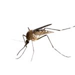 Comprehensive mosquito management solutions by Madhuram Pest Control.