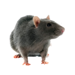 Efficient rodent control solutions by Madhuram Pest Control since 2002.