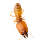 Safe and effective termite control solutions by Madhuram Pest Control since 2002 at Coimbatore, Tiruppur, Salem.