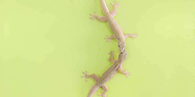 Pre-Construction Termite Treatment