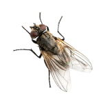 Professional fly control solutions to minimize infestations and maintain hygiene.