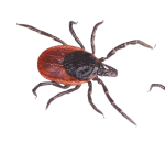 Comprehensive pest control solutions to eliminate pests and protect properties.