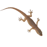 Lizard removal solutions to protect interiors and maintain a pest-free home.