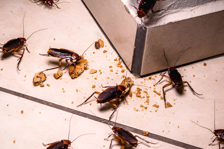 Cockroach control service by Madhuram Pest Control to remove cockroach infestations in kitchens and living spaces.