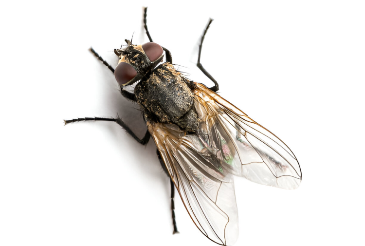 Advanced fly extermination treatments ensuring clean and fly-free environments.