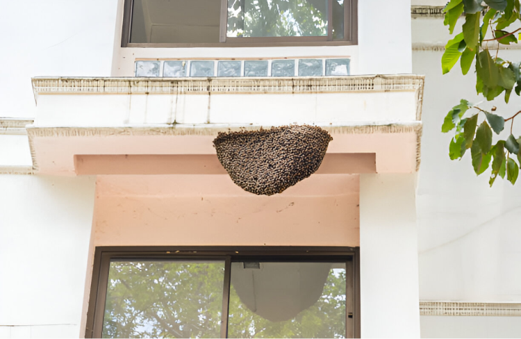 Professional honeycomb removal services by Madhuram Pest Control ensuring safe and efficient hive relocation.