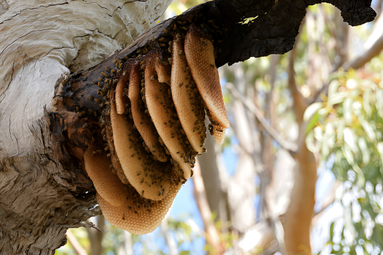 Eco-friendly honey bee hive removal for residential and commercial properties.
