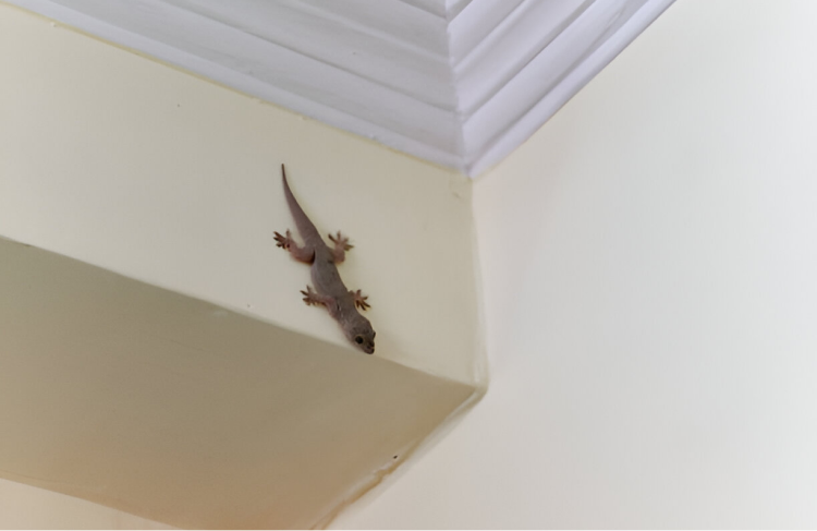 Lizard control services by Madhuram Pest Control to remove lizards from walls and ceilings in homes.