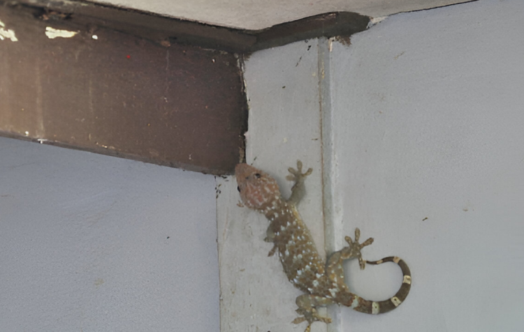 Safe and effective lizard extermination techniques for commercial and residential spaces.