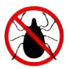 Ant