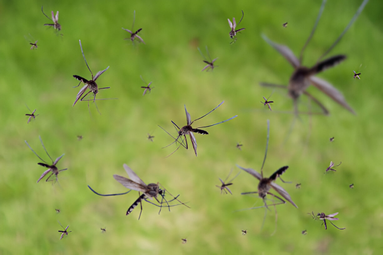 Mosquito control services by Madhuram Pest Control to prevent mosquito-borne diseases in residential areas.