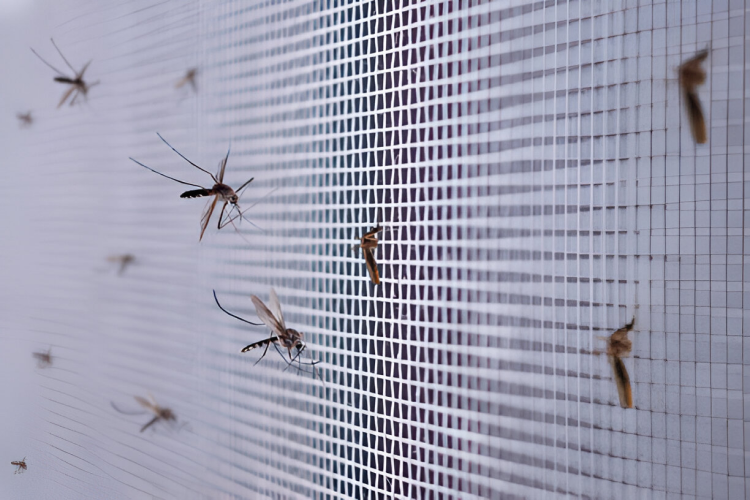 Effective mosquito fogging treatments for outdoor spaces and gardens.