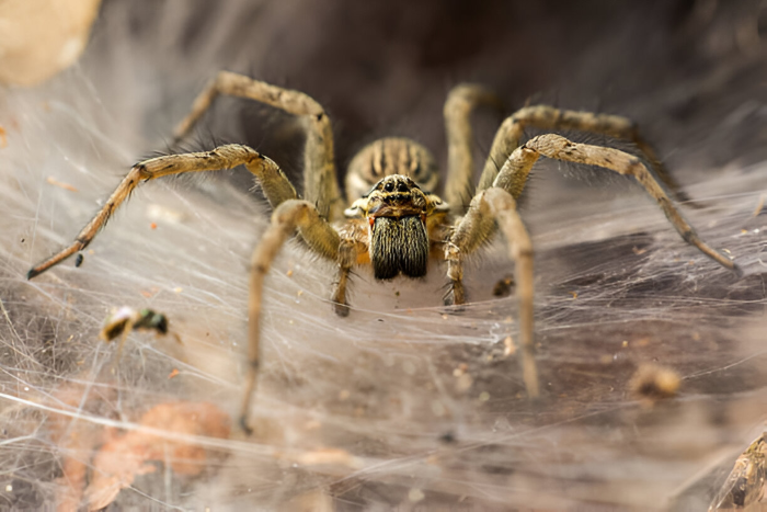 Spider control services by Madhuram Pest Control to remove spider infestations from corners and ceilings.