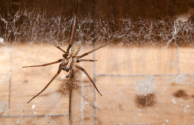 Efficient spider extermination treatments for residential and office spaces.