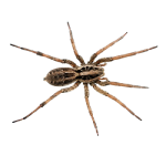 Effective spider control solutions to remove webs and maintain a clean environment.
