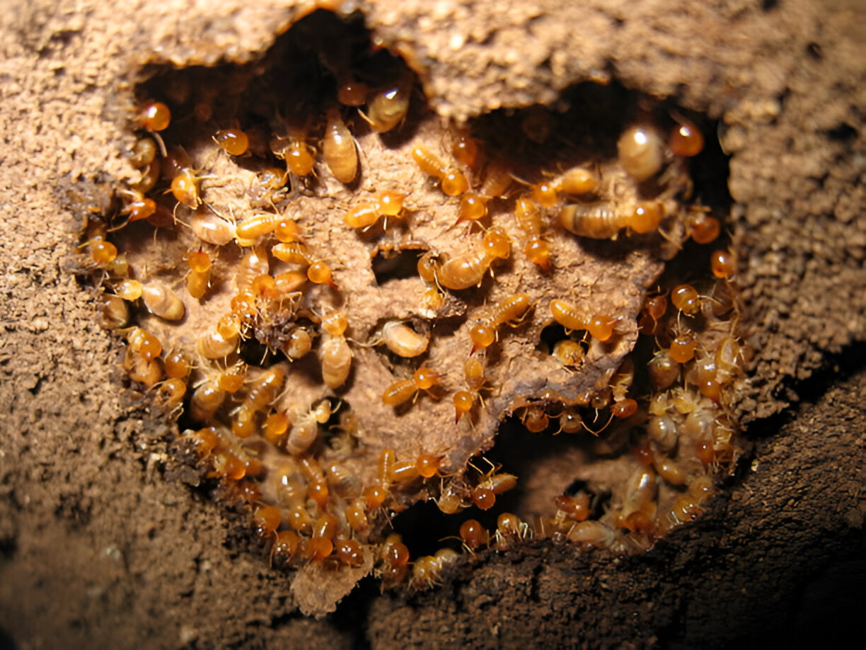 Eco-friendly termite extermination process by Madhuram Pest Control for homes and offices,Coimbatore, Tiruppur, Salem